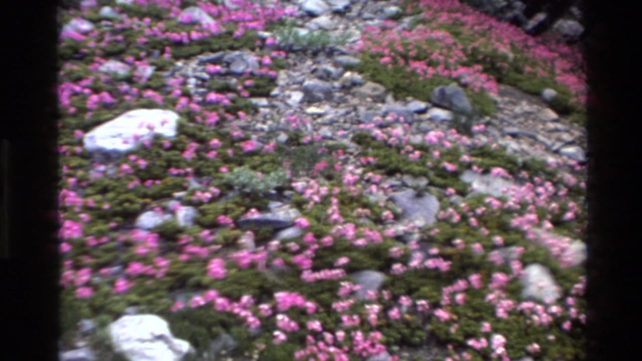 8mm home movie frame circa 1980 showing a rocky California hillside densely covered in small pink wildflowers amid grey stones and low green foliage.