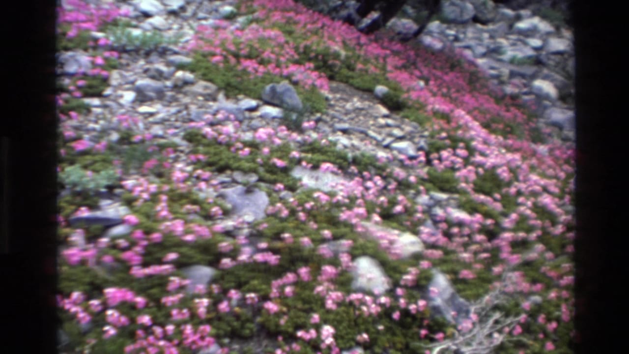 8mm home movie frame circa 1980, pan continuing across a California hillside dense with pink blooms, rocks, and low green shrubs.