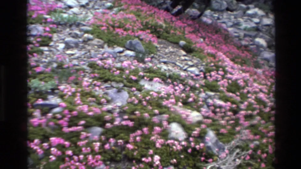8mm home movie frame circa 1980, pan continuing across a California hillside dense with pink blooms, rocks, and low green shrubs.
