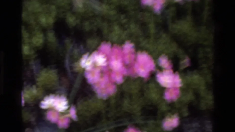 8mm home movie macro frame circa 1980 showing pink wildflower blooms in soft focus with dark green ground-cover foliage behind.