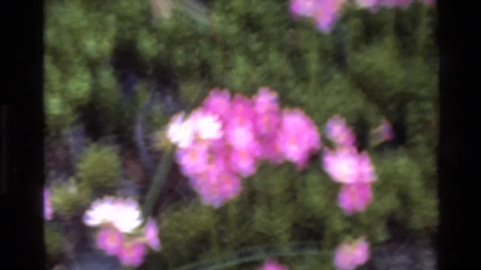 8mm home movie frame circa 1980, close-up of pink wildflower clusters with slightly brighter exposure, dark green foliage background.