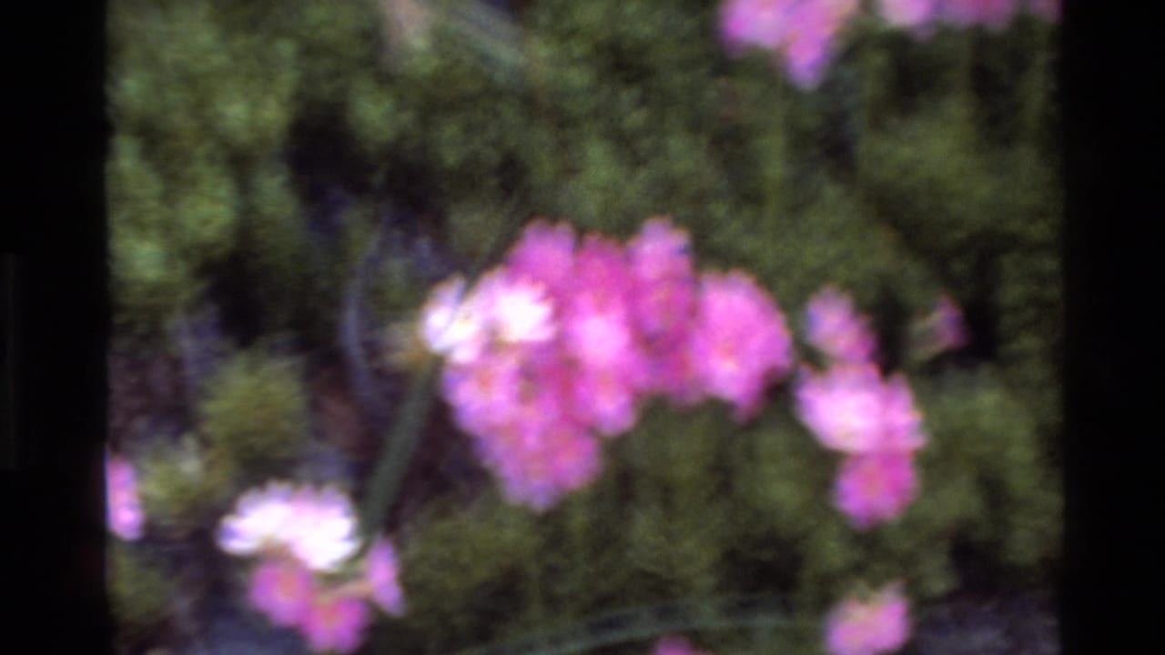 Handheld 8mm close-up of pink clustered flowers over dark green foliage, Big Sur California area, circa 1980.