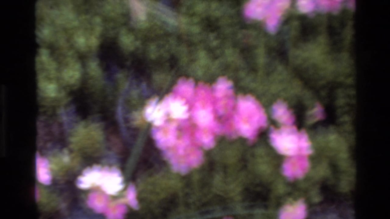 Pink clustered flowers in soft focus against green shrub, 8mm grain and slight blur.