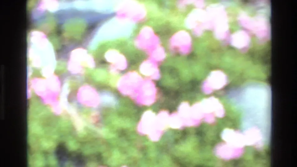 8mm handheld pan across pink blossoms with defocused green foliage and lighter background area visible, circa 1980.