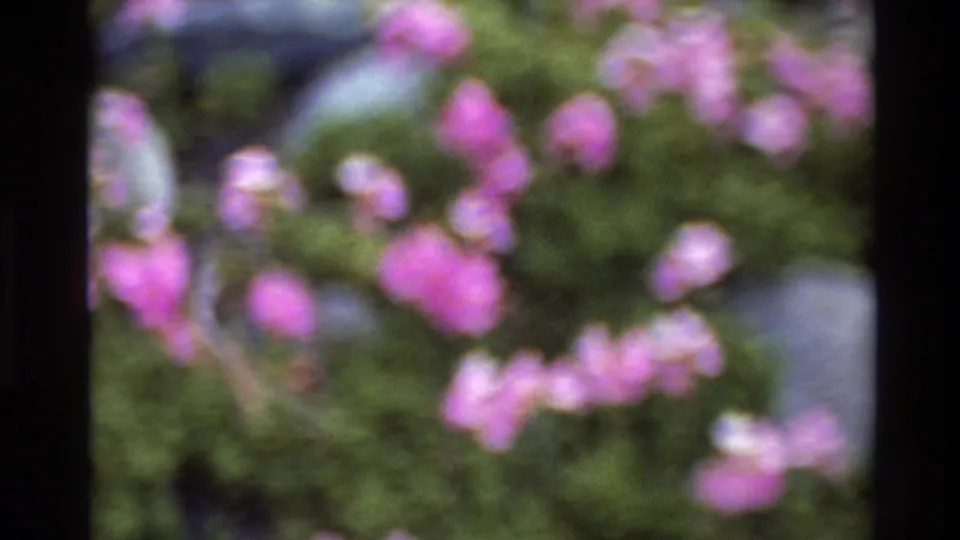 8mm handheld close-up of pink blossoms over green shrub with partial gray background visible, circa 1980.