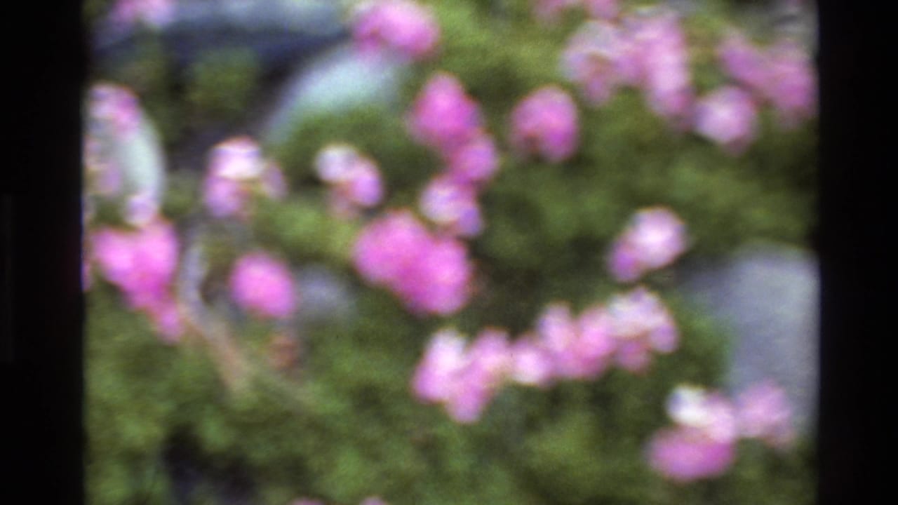 Soft-focus magenta flower cluster on 8mm home movie film, attributed to Big Sur, California, around 1980; dark green foliage and an out-of-focus grey-blue background element.