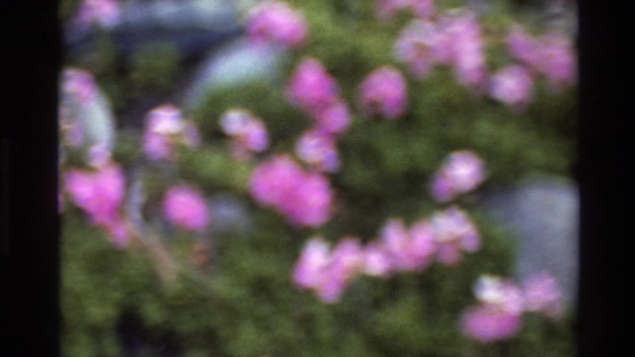 Soft-focus magenta flower cluster on 8mm film; slight camera shift from previous frame, grey-blue background element and green foliage visible.