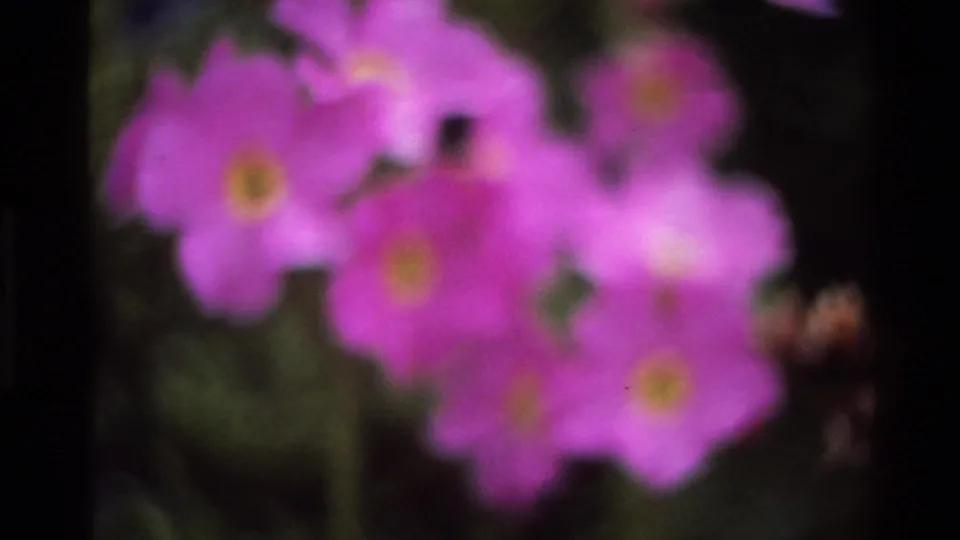 Extreme close-up of two magenta flowers with yellow-orange stamens on 8mm home movie attributed to Big Sur, California, around 1980; dark foliage background and small dark spot visible at stamen center.