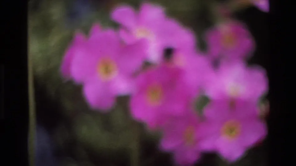 Close-up of two magenta flowers with yellow-orange stamens on 8mm home movie attributed to Big Sur, California, around 1980; third bloom partially in frame, dark foliage background.