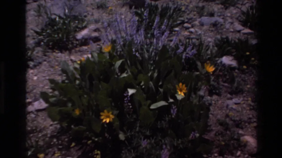 Super 8 ground-level close-up of yellow daisies and purple lupines in rocky terrain, consistent with California upland wildflower habitat, circa 1980.