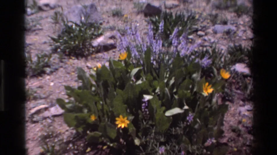 Super 8 close-up of yellow daisies and purple lupines growing in rocky California terrain, circa 1980.