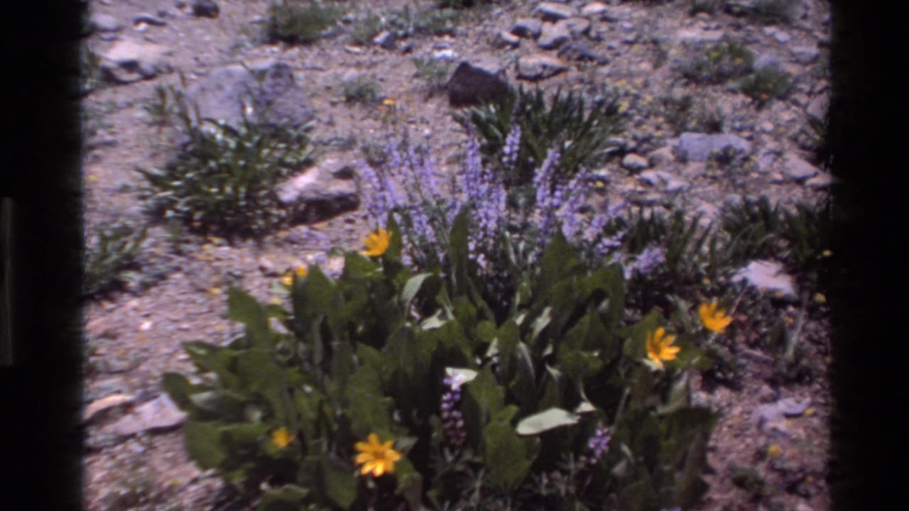 Close 1980 Big Sur 8mm view of yellow and purple wildflowers growing in rocky ground before the trail sign appears.
