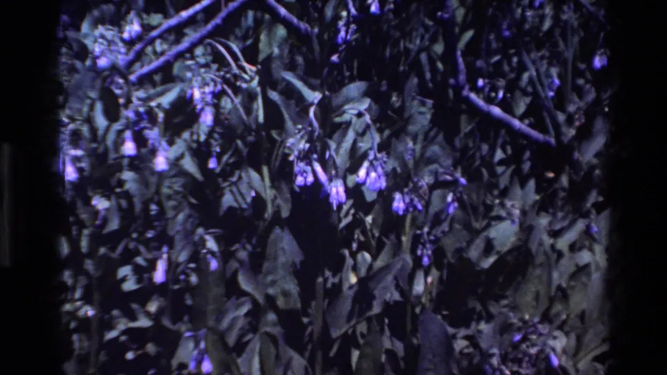 Close 1980 Big Sur home-movie view of purple wildflowers hanging among dark leaves and branches, with dense film grain and low exposure.