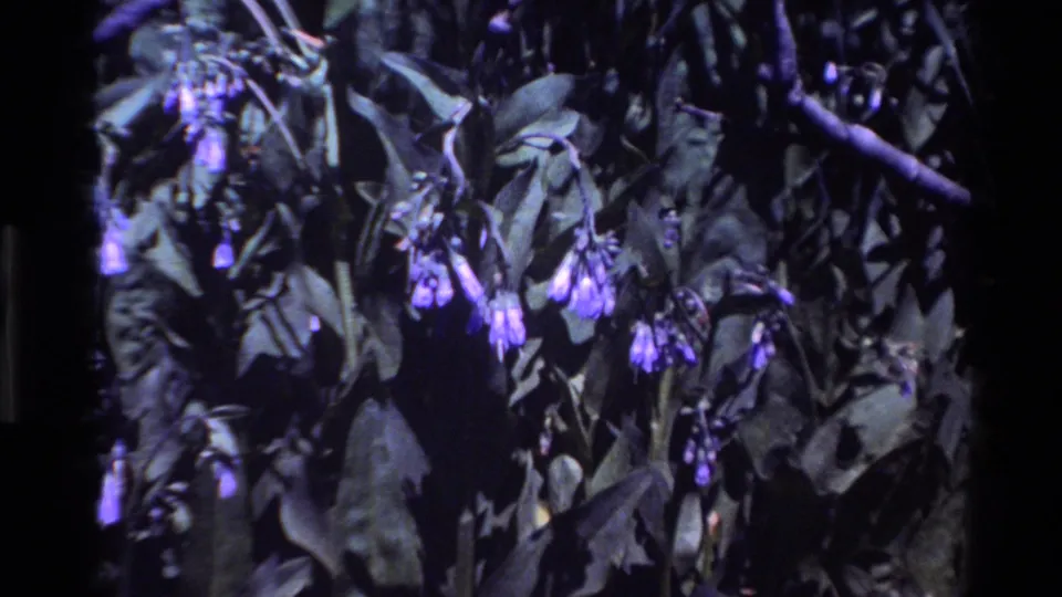 Another soft 1980 Big Sur close-up of purple blossoms and leafy branches, framed tightly with visible 8mm color shift and grain.
