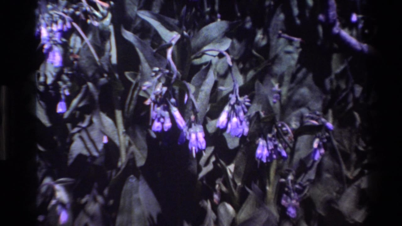 Purple bell-shaped wildflowers and green leaves in dark, grainy 8mm close-up.