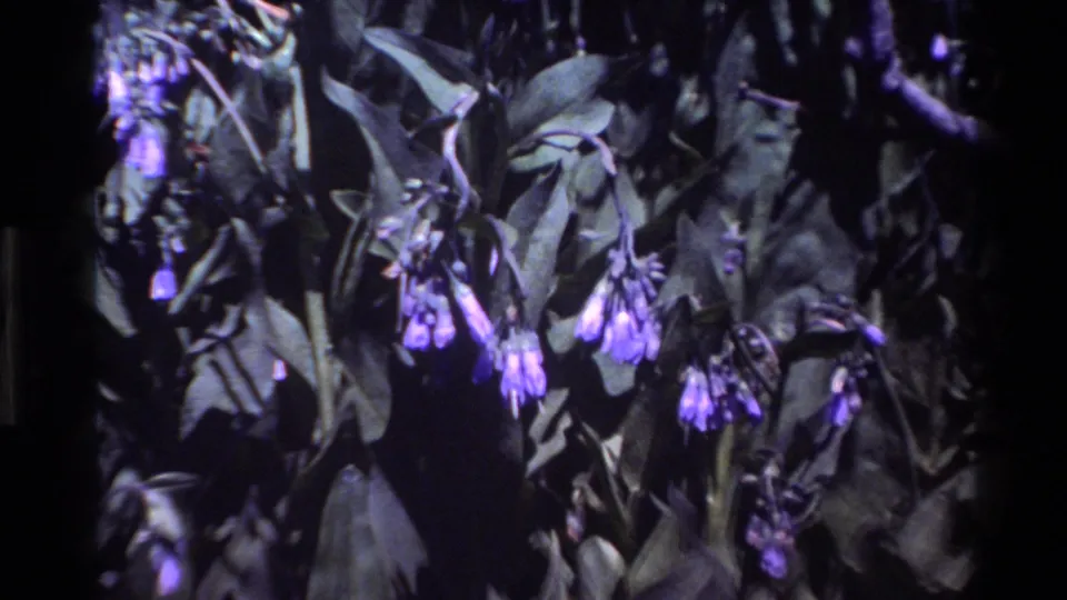 1980 Big Sur home-movie close-up of purple wildflowers among green leaves, with dark shadows and visible 8mm grain.
