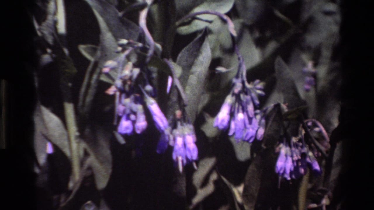 Close 8mm frame from Big Sur showing purple wildflowers, green leaves, and shadowed stems in a natural outdoor setting.