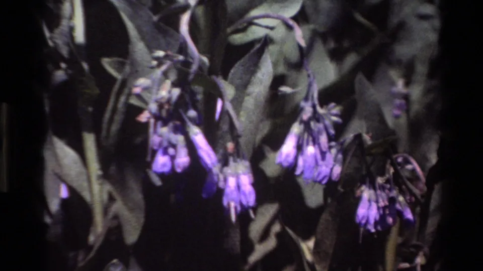 Close 8mm frame from Big Sur showing purple wildflowers, green leaves, and shadowed stems in a natural outdoor setting.
