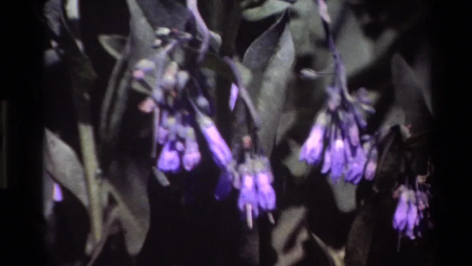 Big Sur 1980 close-up of drooping purple wildflowers and leaves, rendered with soft focus and home-movie grain.