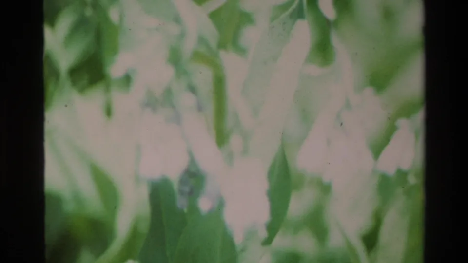 Soft, bright 8mm frame from the Big Sur clip showing pale flowers and green leaves with washed exposure.