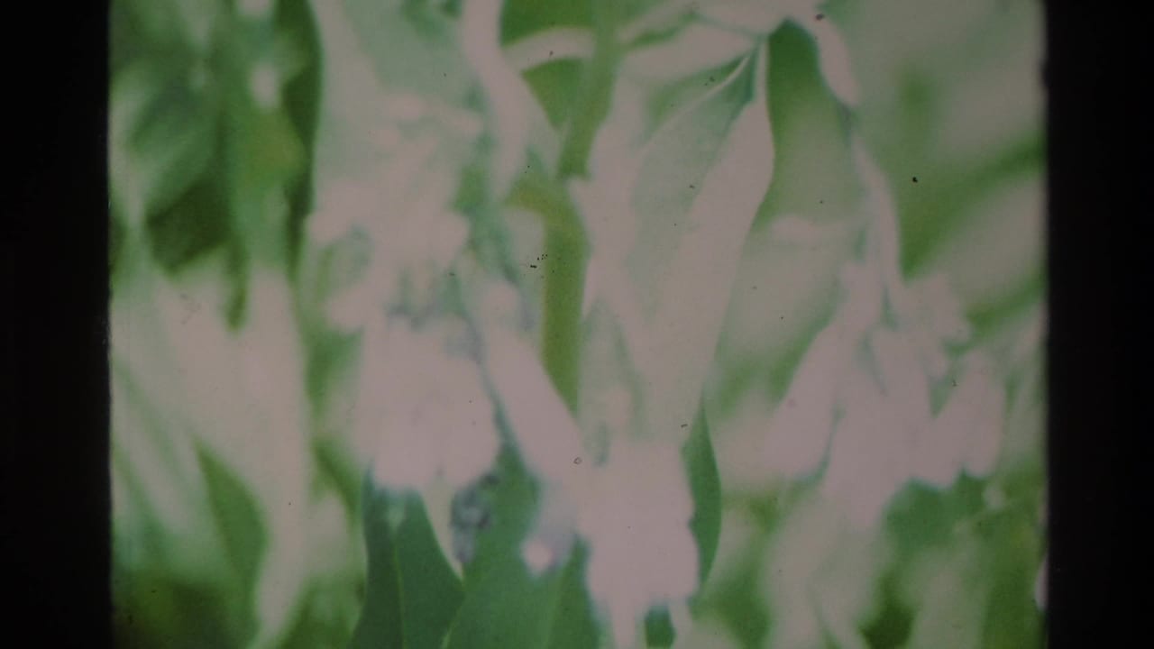 Soft-focus pale blossoms and green leaves filling the frame.