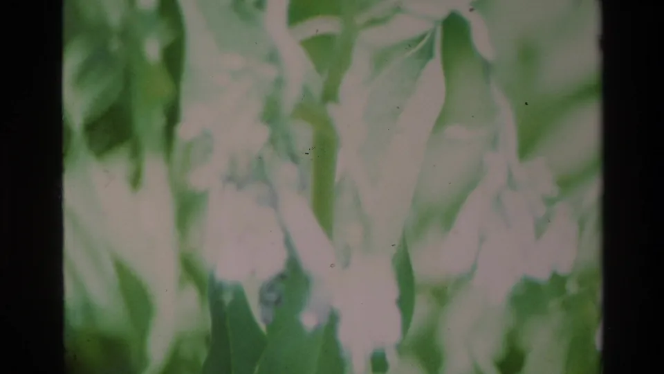 Soft-focus pale flowers and green foliage in a Big Sur garden, from 1980 8mm home-movie footage.