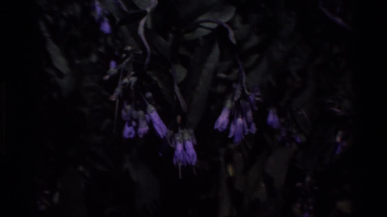 Purple bell-shaped flowers hang from dark foliage in the Big Sur garden footage.