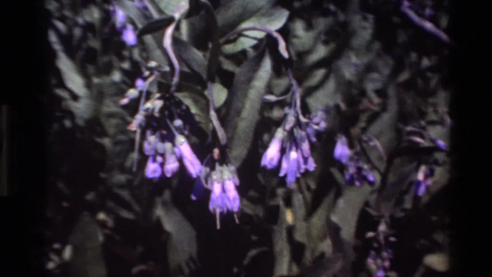 Close view of purple hanging blossoms and leaves in vintage 8mm footage from Big Sur.