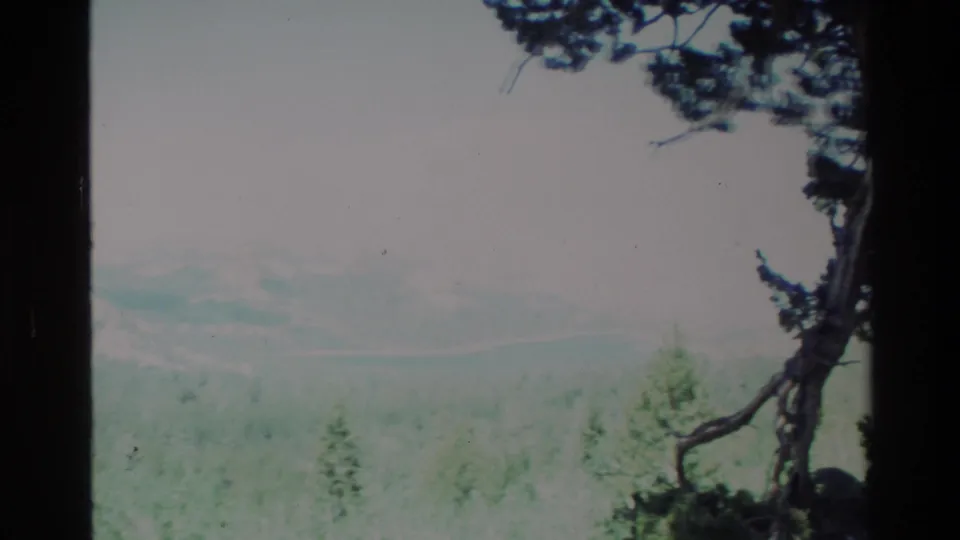 Vintage 8mm Big Sur view showing forested slopes and misty hills with a dark trunk and curved branch in the foreground.