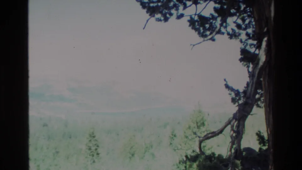 End frame of a 1980 Big Sur 8mm landscape, with a dark tree at right and pale mist over green forested hills.