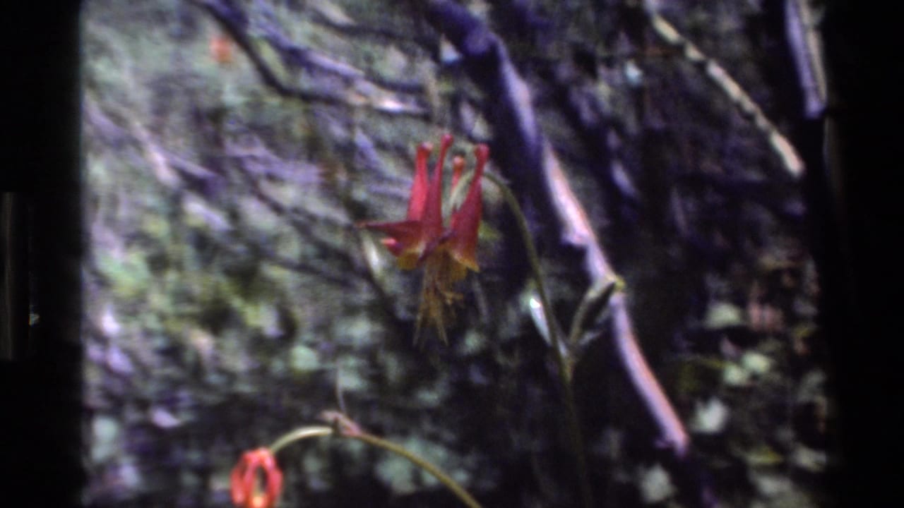 A red and yellow flower appears in soft-focus 1980 Big Sur 8mm footage, framed against dark branches and green forest growth.