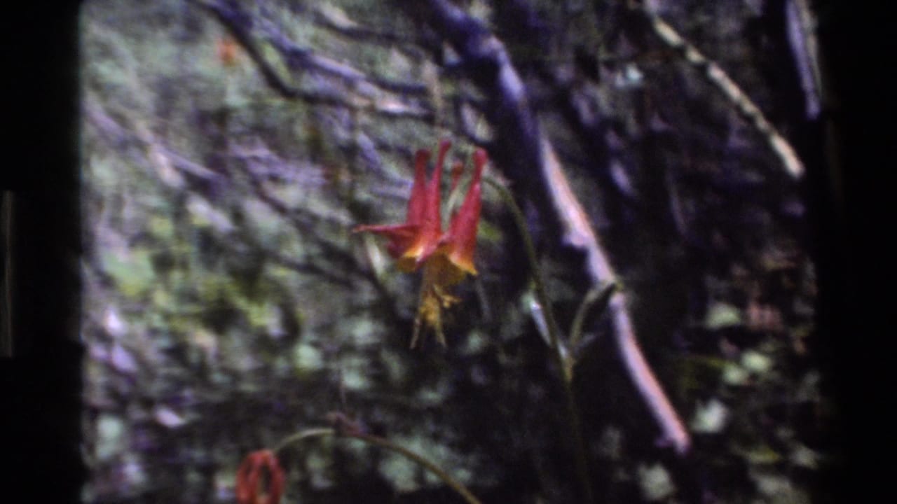 Red flower on a slender stem with blurred green woodland background.