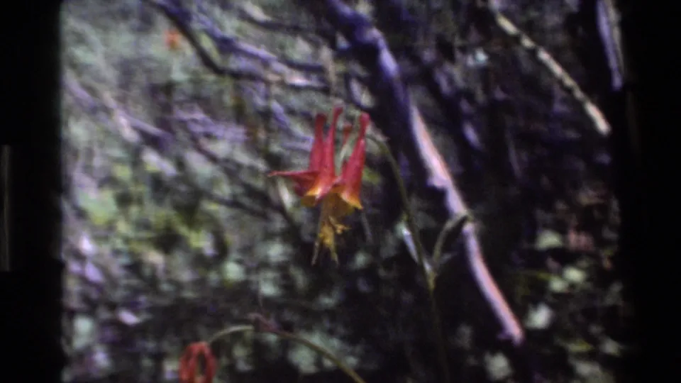 The red and yellow bloom remains near center frame, with soft 8mm grain and shadowed Big Sur forest foliage behind it.