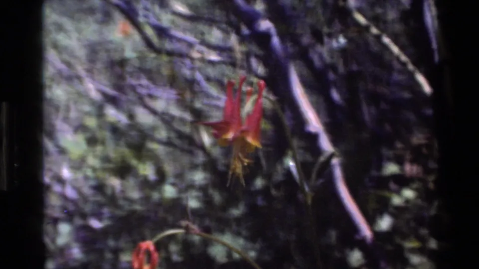 A handheld 8mm frame shows the flower slightly lower in view, with tree branches, green leaves, and a second blurred bloom near the bottom.