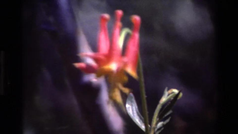 A tighter soft-focus 8mm close-up shows the red and yellow flower and stem against a dark, indistinct Big Sur woodland background.