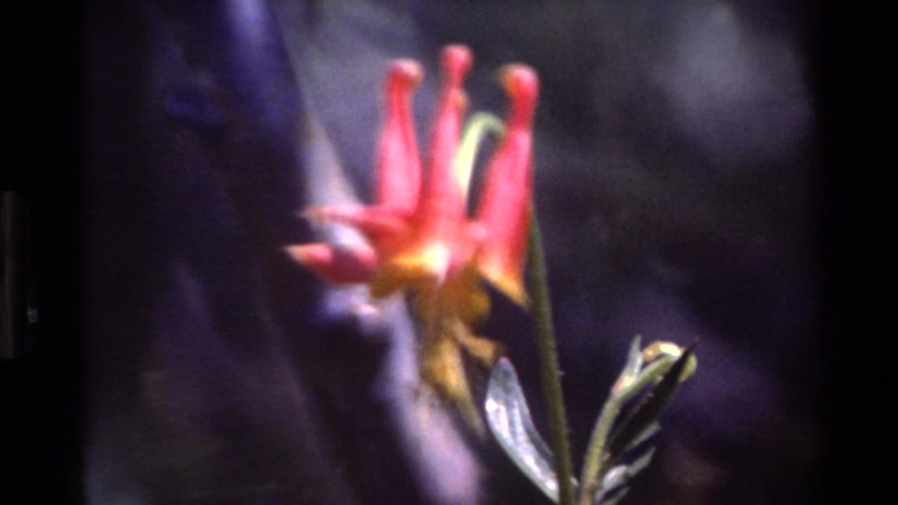Soft close-up of a red and yellow spurred flower against a dark blurred background.