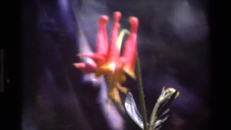1980 Big Sur 8mm close-up of a red and yellow spurred flower with green leaves and soft, grainy focus.
