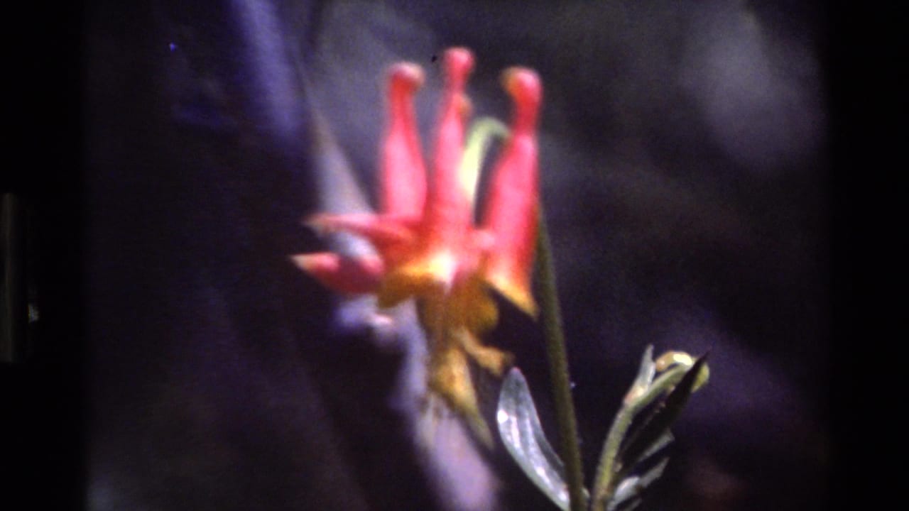 Vintage 8mm close-up from Big Sur showing the spurred flower against a shadowed, blurred natural background.