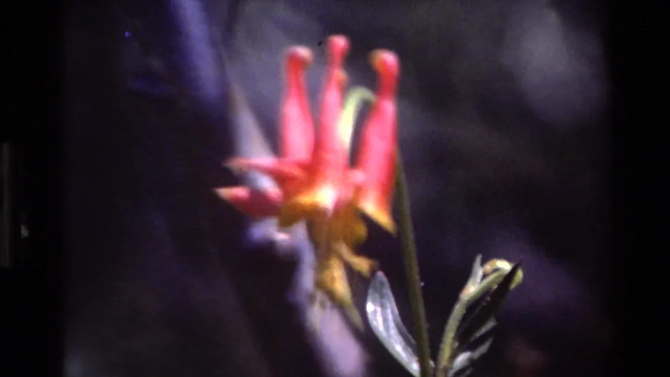 Vintage 8mm close-up from Big Sur showing the spurred flower against a shadowed, blurred natural background.