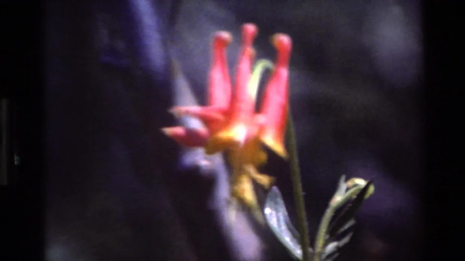 1980 home-movie frame of the colorful flower and nearby leaves, rendered with saturated 8mm color and grain.