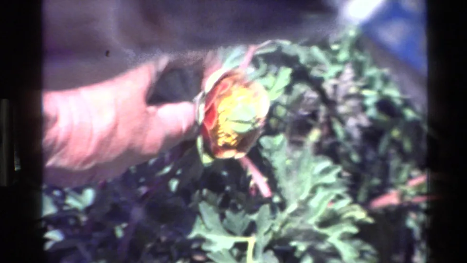 In the final 1980 Big Sur frame, a hand enters the close-up near the flower and surrounding green foliage.