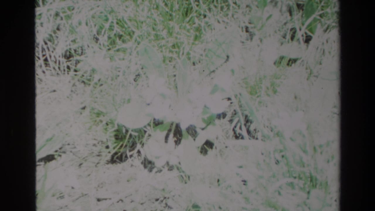 1980 Big Sur 8mm frame showing small white wildflowers among pale grass and green leaves, with strong overexposure and film borders.