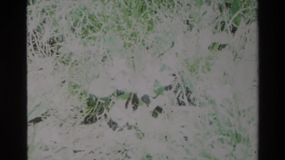 1980 Big Sur 8mm frame showing small white wildflowers among pale grass and green leaves, with strong overexposure and film borders.
