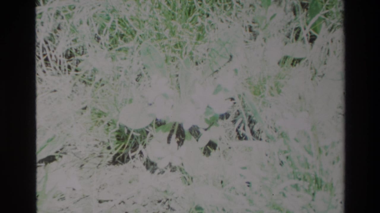 1980 Big Sur 8mm close-up of white wildflowers set in grass and low greenery, with soft detail and visible scan borders.