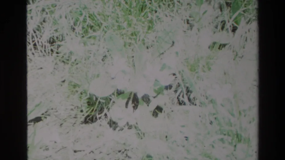 1980 Big Sur 8mm close-up of white wildflowers set in grass and low greenery, with soft detail and visible scan borders.