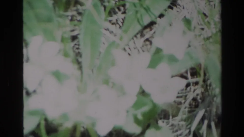 1980 Big Sur 8mm frame with soft-focus white flowers, green leaves, and tangled grass, showing grain and color shift.