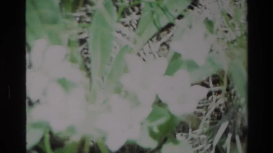 1980 Big Sur 8mm frame showing small white flowers and green foliage in a softly focused, bright home-movie close-up.