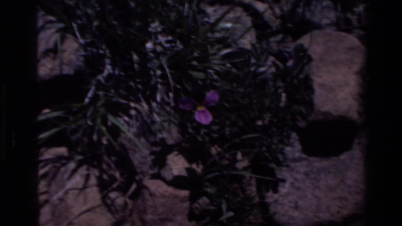 Purple wildflower among grasses, rocks, and shadows in 1980 Big Sur home-movie footage.