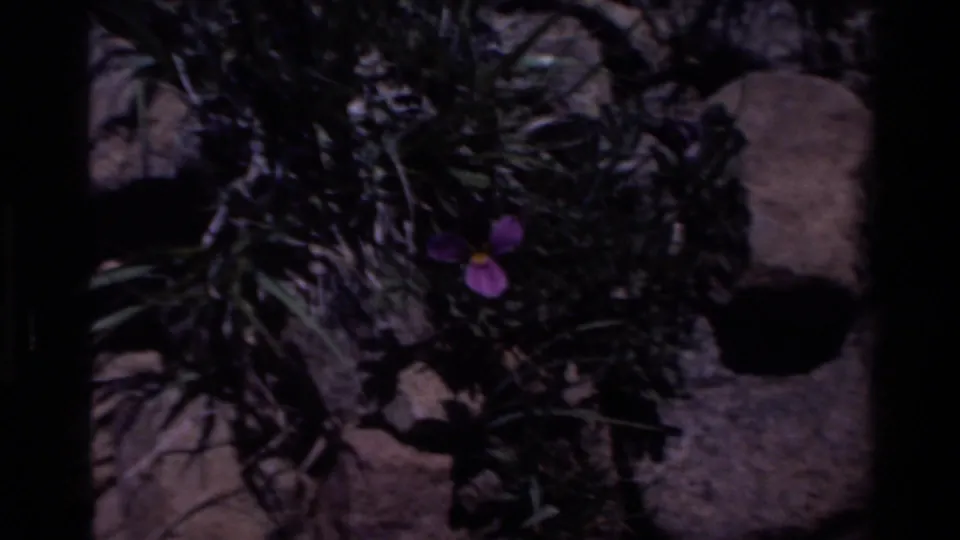 Purple wildflower among grasses, rocks, and shadows in 1980 Big Sur home-movie footage.