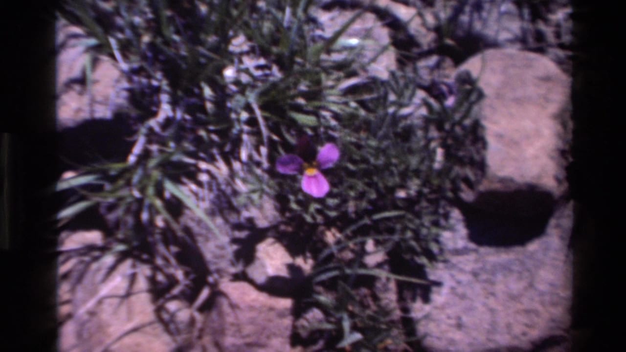Purple wildflower with a yellow center set against Big Sur foliage and rocks, supported by 1980 clip metadata.
